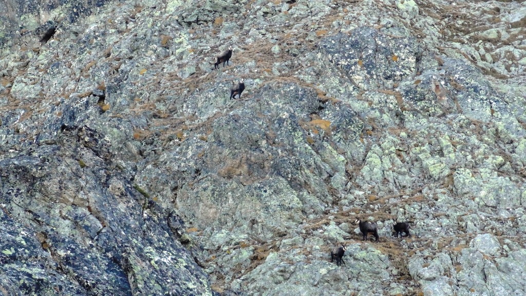 troupeau-chamois