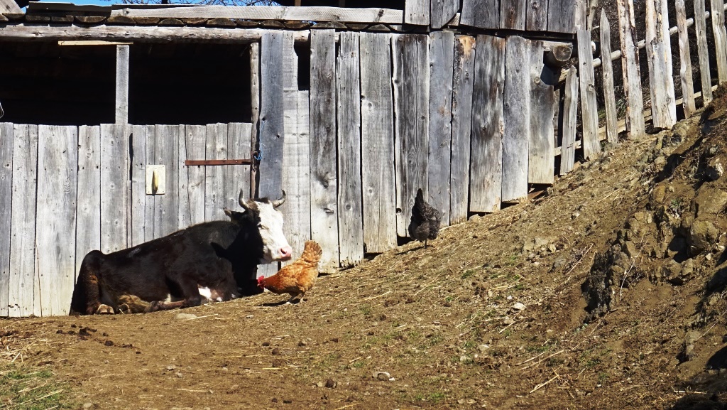 2 Chobiskhevi - vache