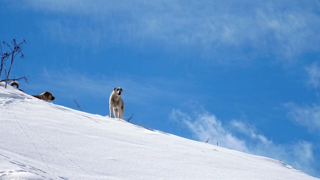 8 Didi Samsari - 11 chien