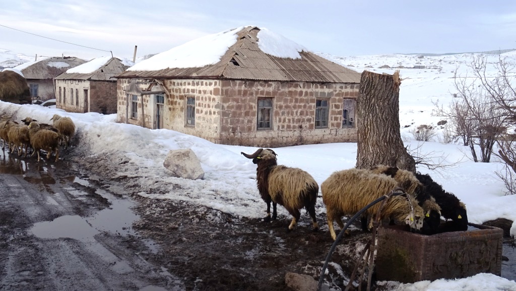 8 Didi Samsari - 1moutons