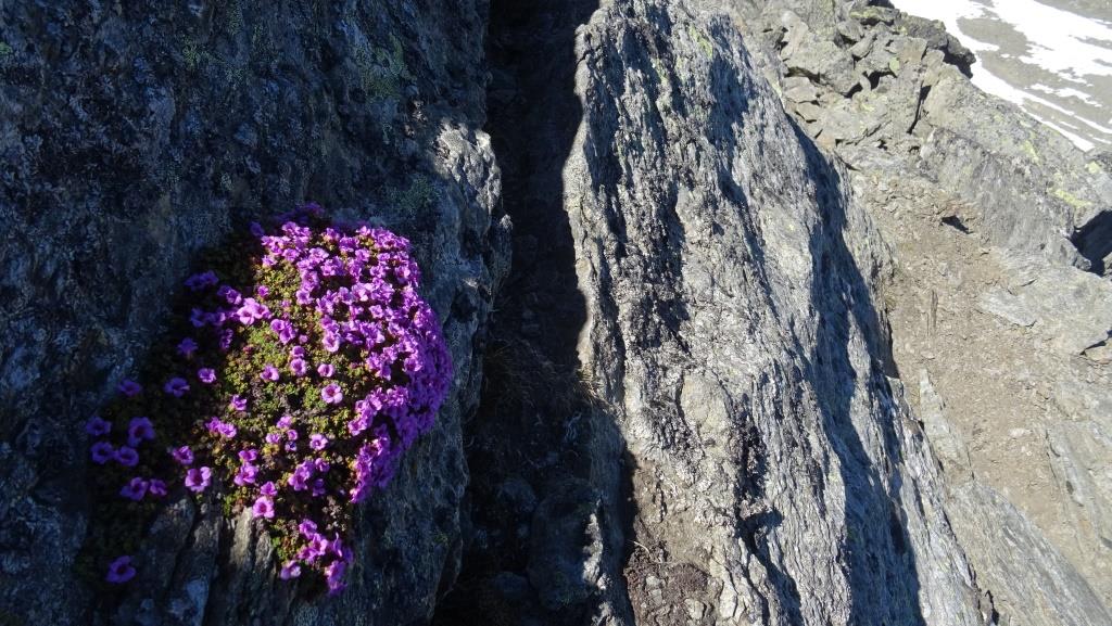 8 integrale tricot bionnassay